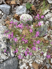 Zeltnera beyrichii