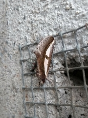 Euscirrhopterus poeyi