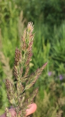 Calamagrostis epigejos