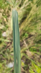 Calamagrostis epigejos