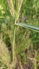 Calamagrostis epigejos