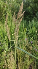 Calamagrostis epigejos