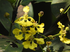 Diplopterys pubipetala