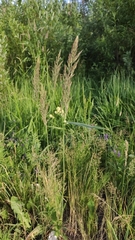Calamagrostis epigejos