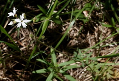 Lithophragma parviflorum parviflorum
