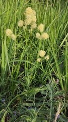 Thalictrum lucidum