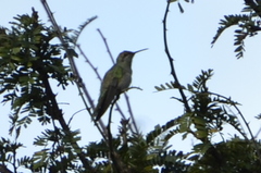 Colibri serrirostris