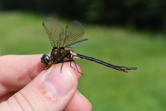 Somatochlora kennedyi