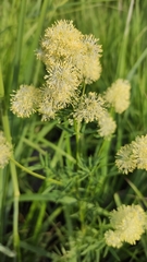 Thalictrum lucidum