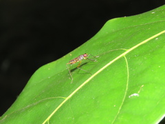Nerioidea