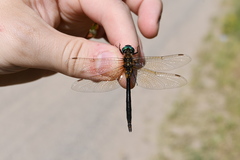 Somatochlora kennedyi