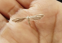 Pterophorus