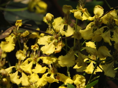 Diplopterys pubipetala