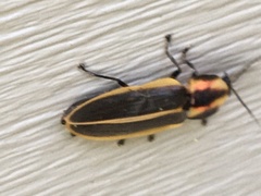 Pyractomena angulata