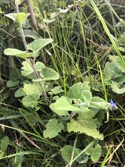 Salvia palifolia