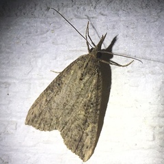 Hypena humuli