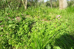 Lantana megapotamica