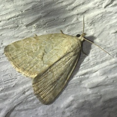 Protodeltote albidula