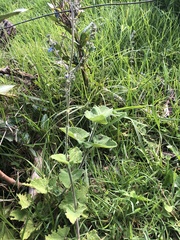 Salvia palifolia