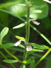 Scutellaria integrifolia