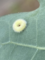 Neuroterus umbilicatus