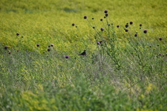 Chondestes grammacus