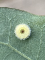 Neuroterus umbilicatus