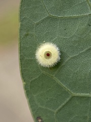 Neuroterus umbilicatus