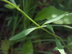 Scutellaria integrifolia