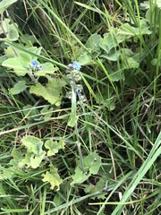 Salvia palifolia