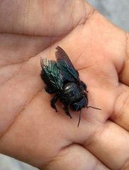 Xylocopa gualanensis