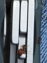 Pheidole pilifera
