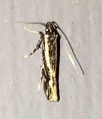 Eralea albalineella