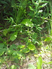 Scutellaria integrifolia