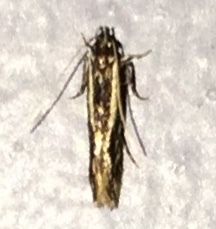 Eralea albalineella