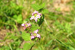 Lantana megapotamica