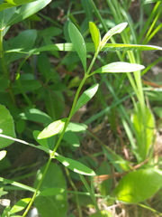 Scutellaria integrifolia