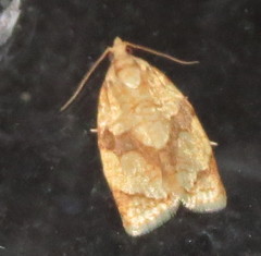 Cenopis reticulatana