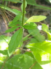 Scutellaria integrifolia