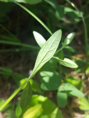 Scutellaria integrifolia