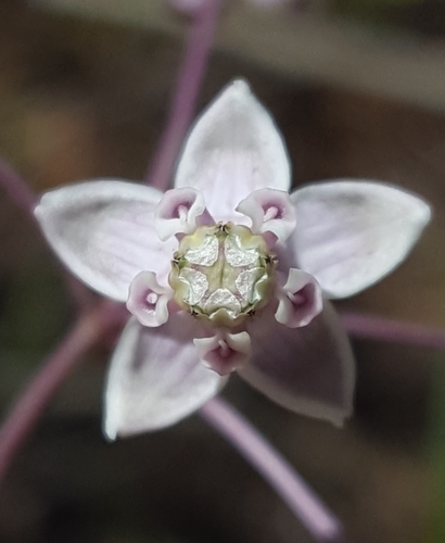 Asclepias cinerea