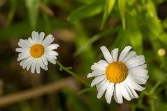Leucanthemum vulgare