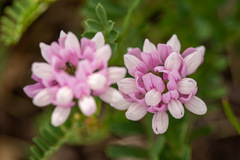 Securigera varia