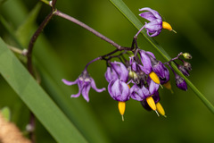Solanum dulcamara