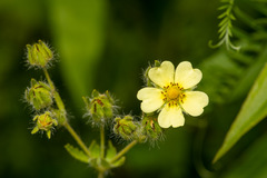 Potentilla recta