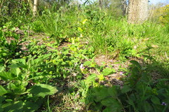 Lantana megapotamica