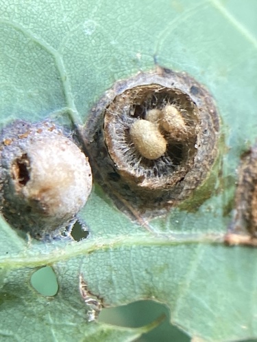 Oak Wart Gall Wasp photo 4