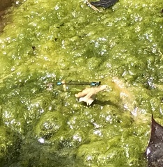 Ischnura cervula