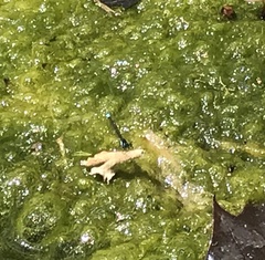 Ischnura cervula