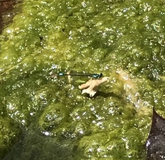 Ischnura cervula